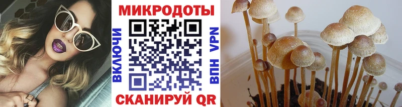 Псилоцибиновые грибы мицелий Чишмы
